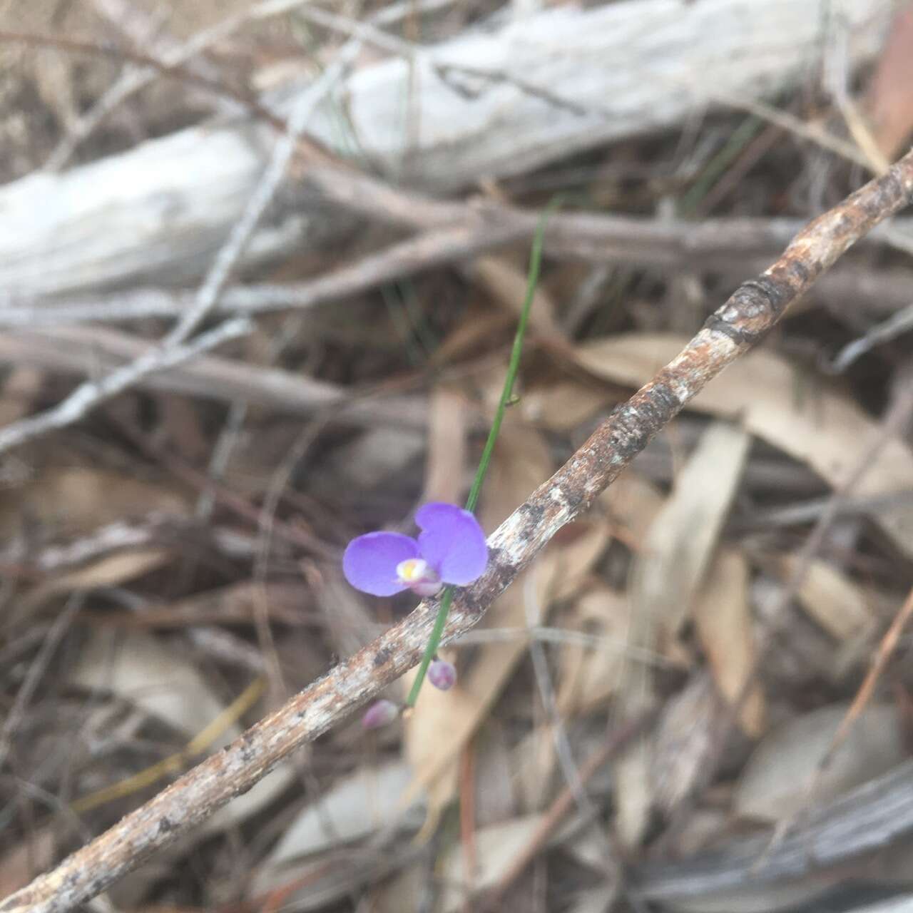 Sivun Comesperma defoliatum F. Müll. kuva