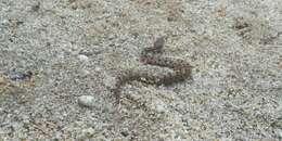 Image of Dunn's Hognose Viper