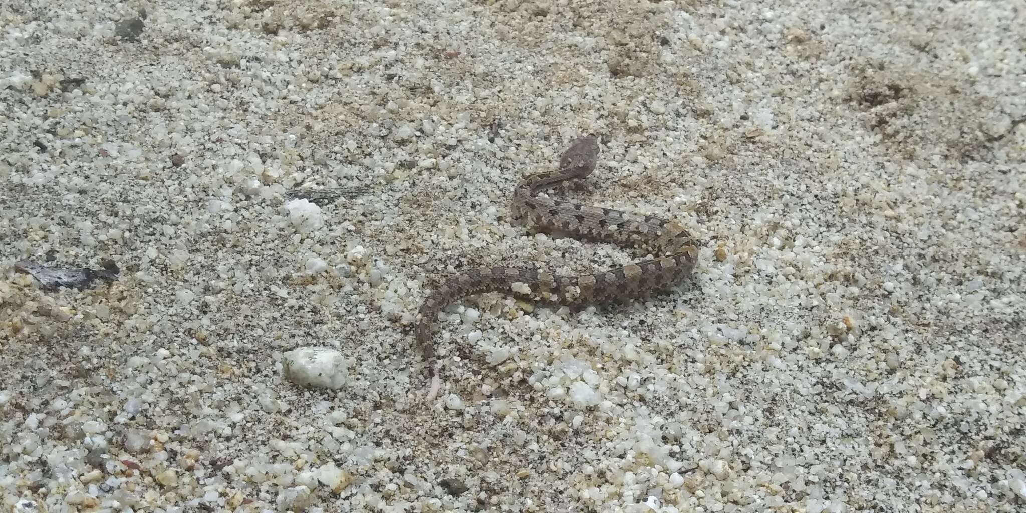 Image of Dunn's Hognose Viper