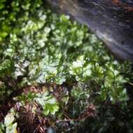 Image of Hymenophyllum falklandicum Bak.