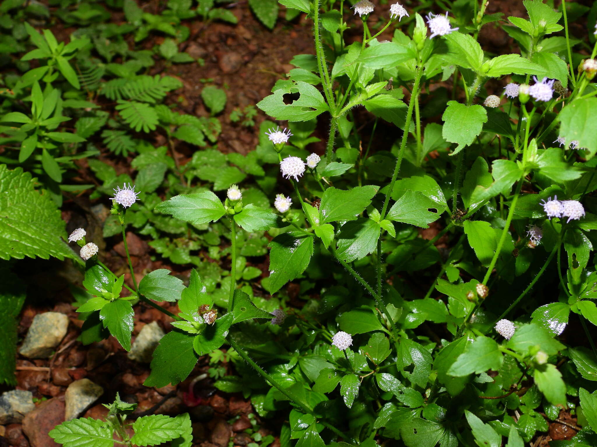 Image of Praxelis diffusa (Rich.) J. F. Pruski