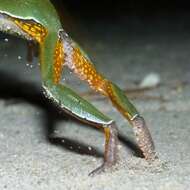 Image of Pine Barrens Treefrog