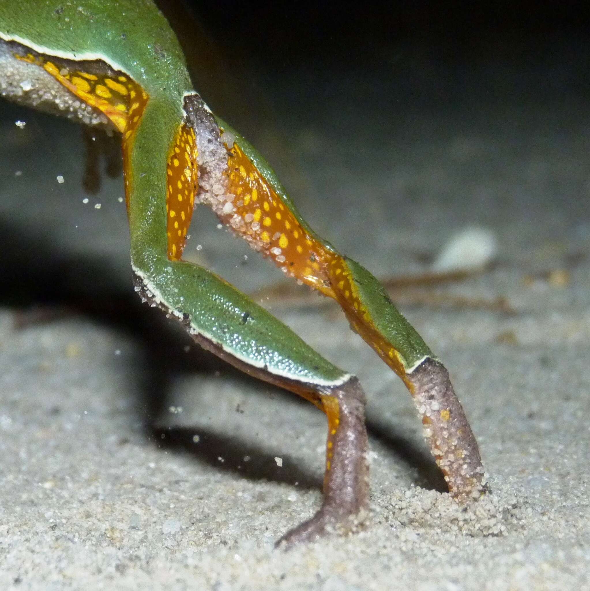 Image of Pine Barrens Treefrog