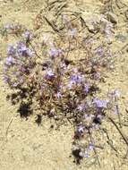 Imagem de Eriastrum pluriflorum subsp. pluriflorum