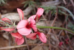 Indigofera digitata Thunb.的圖片