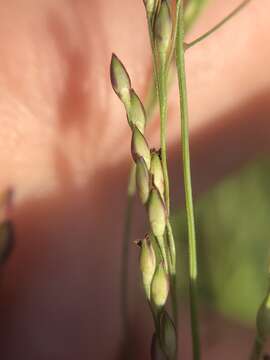 Image of fall panicgrass