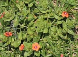 Image of Scarlet pimpernel