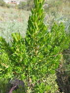 Image of Baccharis linearifolia (Lam.) Pers.