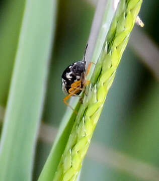 Image of Mormidea (Mormidea) pama Rolston 1978