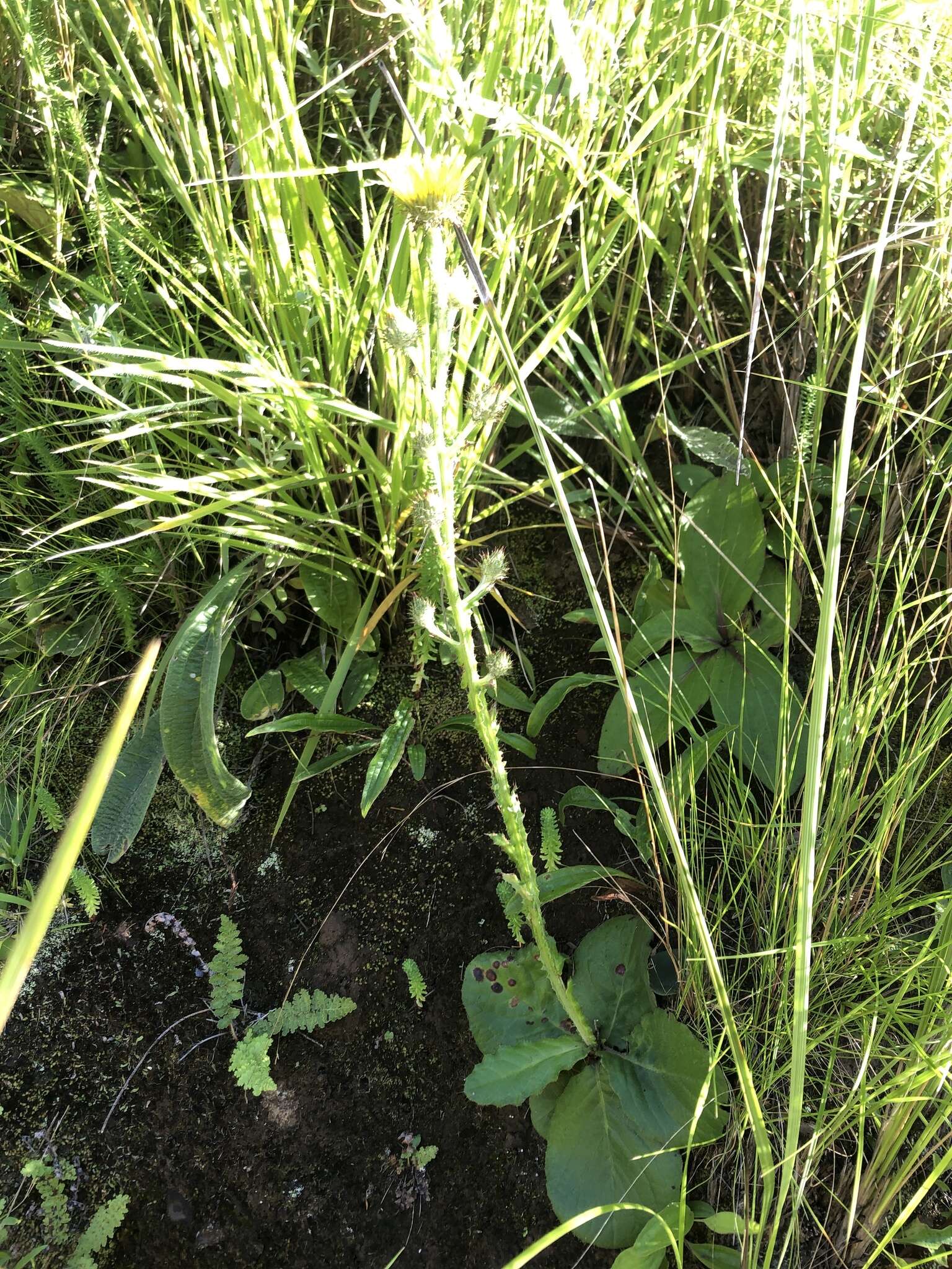 Sivun Berkheya rhapontica (DC.) Hutch. & Burtt Davy kuva