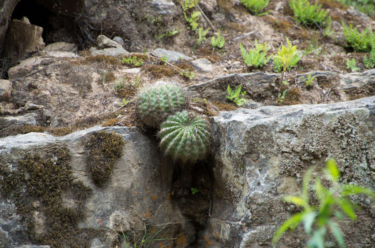 Echinopsis mamillosa Gürke resmi