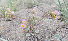 Image of twocolor phacelia