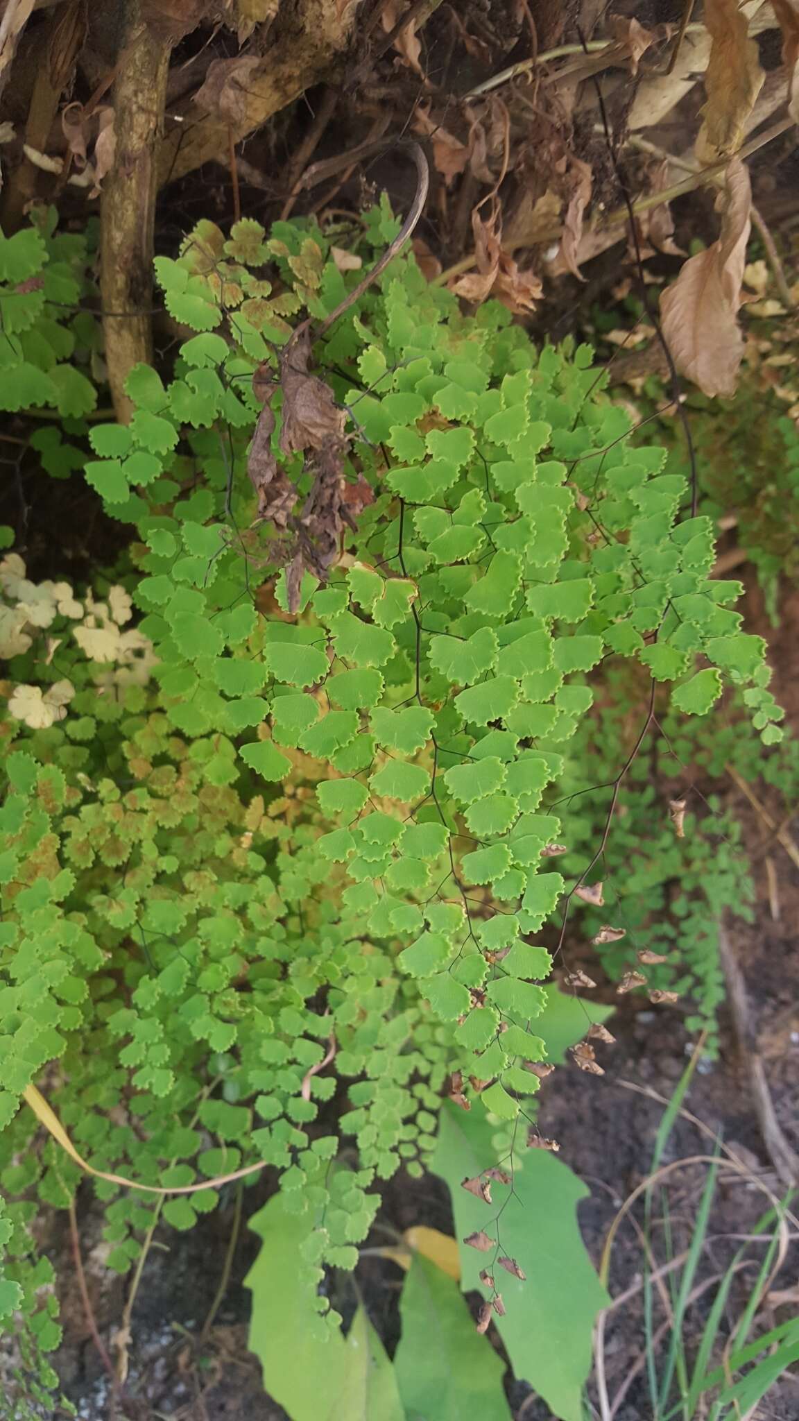 Plancia ëd Adiantum poiretii Wikstr.