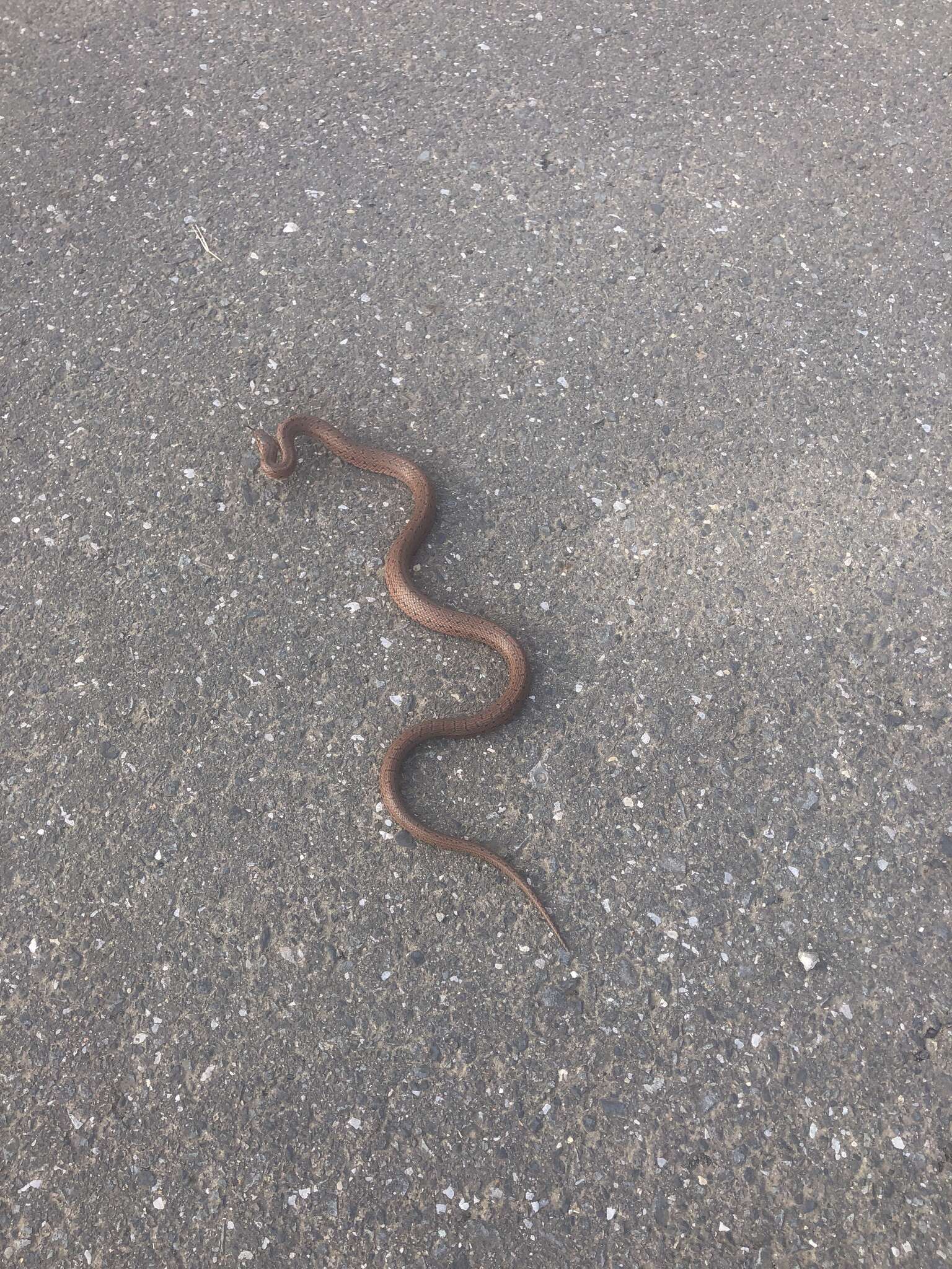 Image of Burrowing Ratsnake