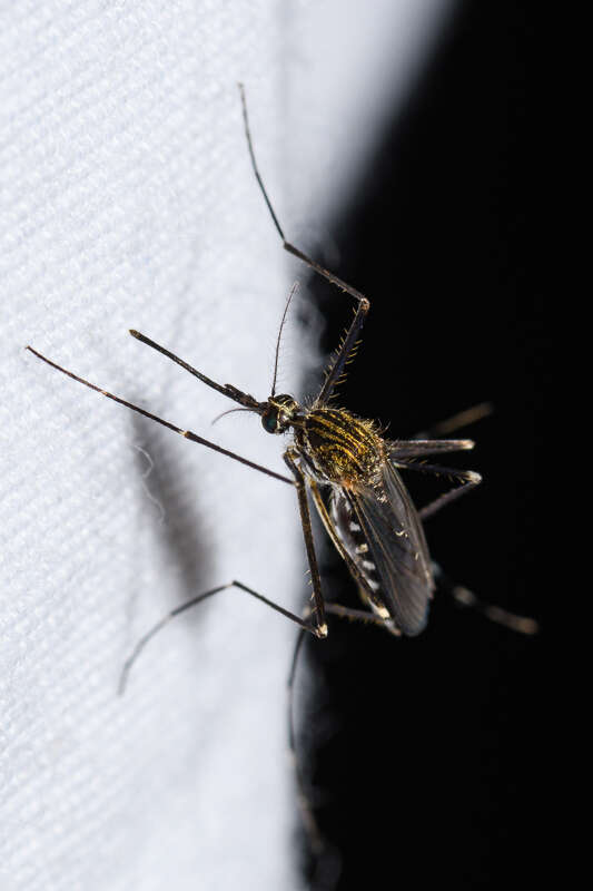 Image of Aedes japonicus (Theobald 1901)