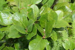 Image of Azores laurel