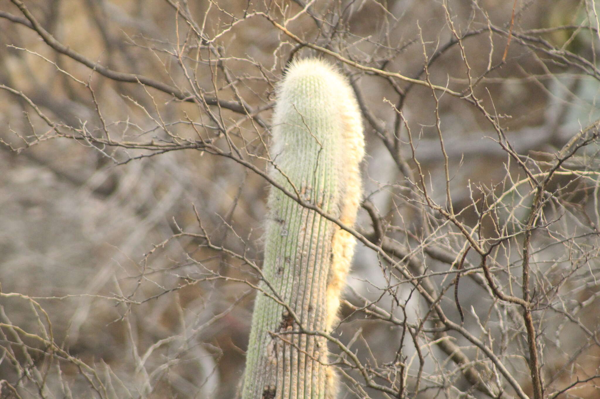 Image of Cephalocereus columna-trajani (Karw.) K. Schum.