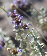 Imagem de Salvia dorrii var. pilosa (A. Gray) Strachan & Reveal