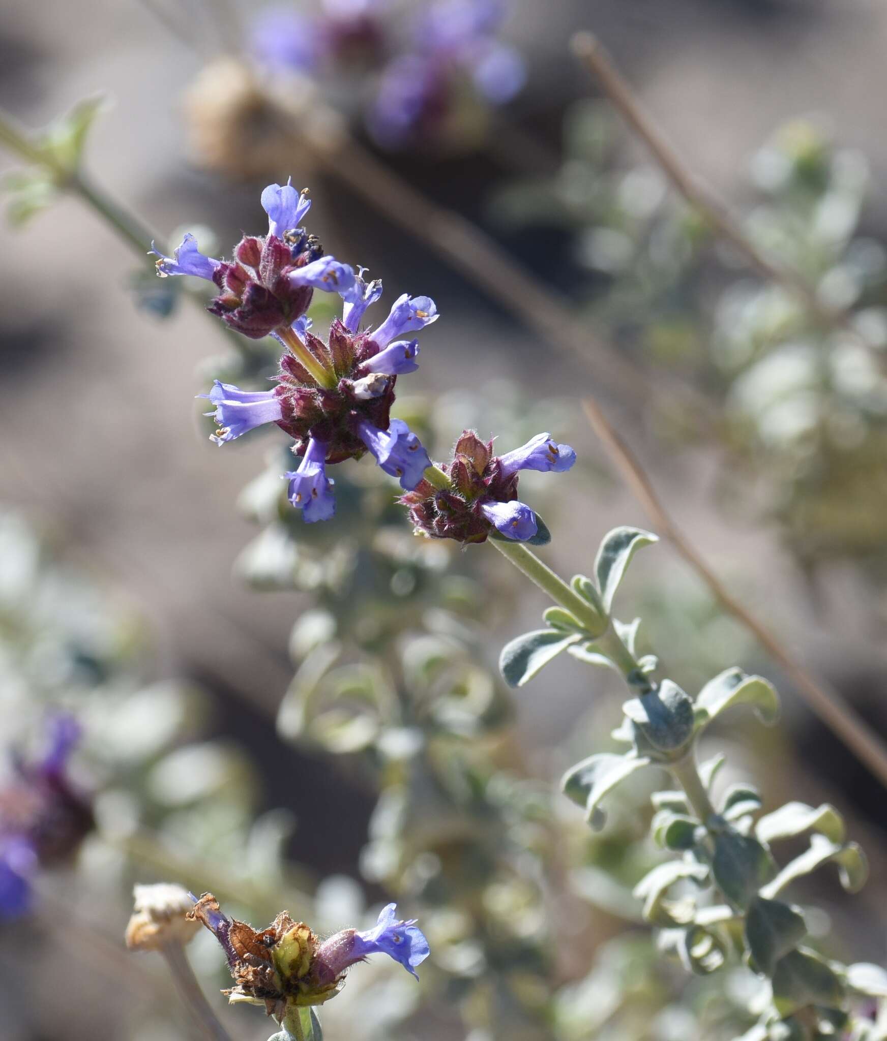 Imagem de Salvia dorrii var. pilosa (A. Gray) Strachan & Reveal