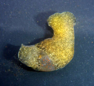 Image of Japanese bubble snail