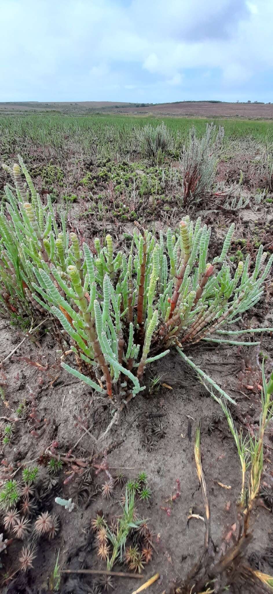 Sivun Salicornia decumbens (Toelken) Piirainen & G. Kadereit kuva