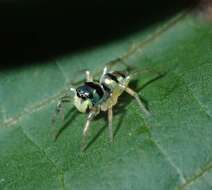 Image of Phintella vittata (C. L. Koch 1846)