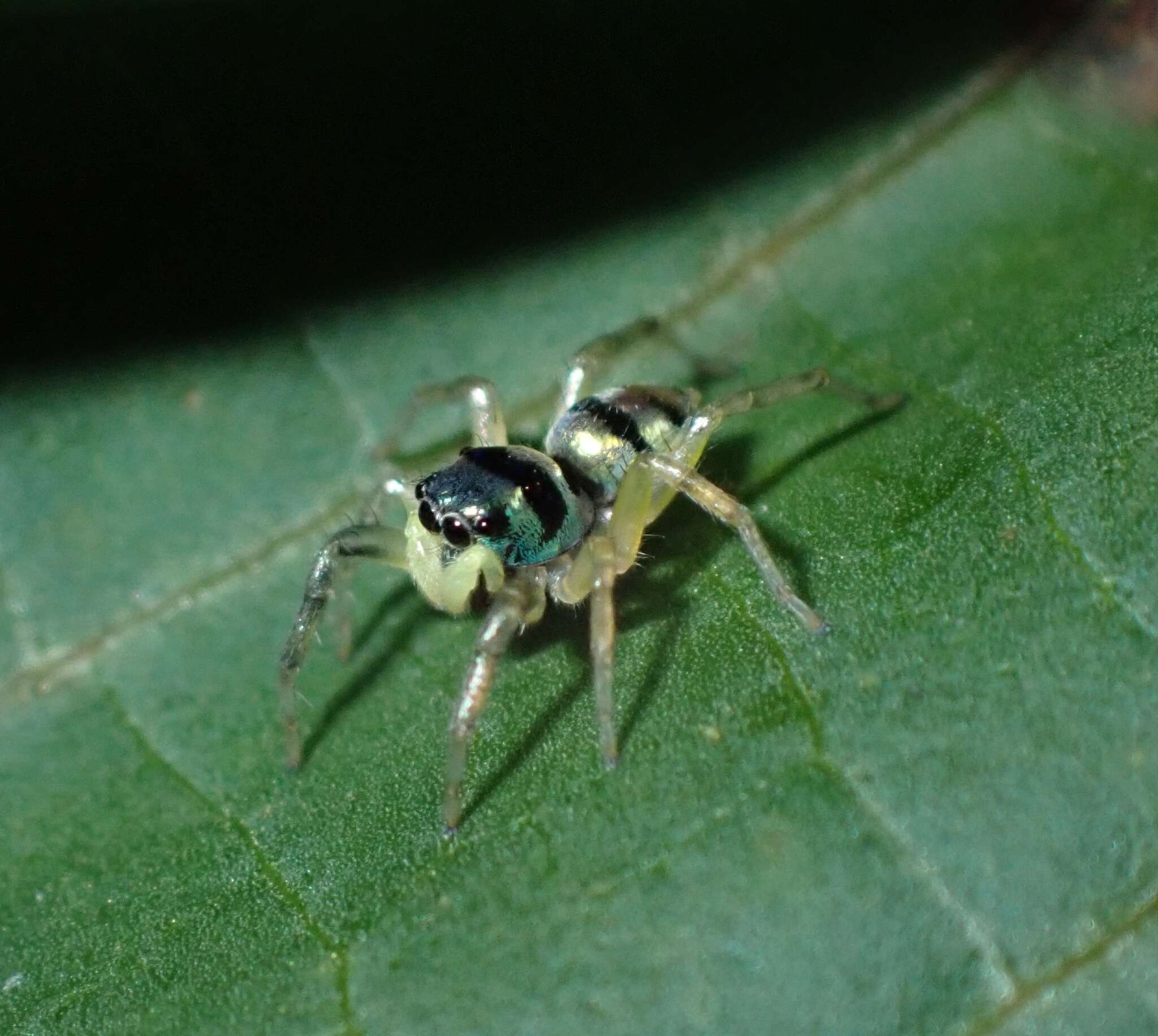 Image of Phintella vittata (C. L. Koch 1846)