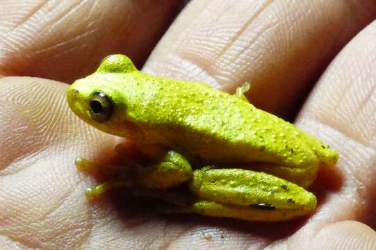 Image of Boettger's Colombian Treefrog