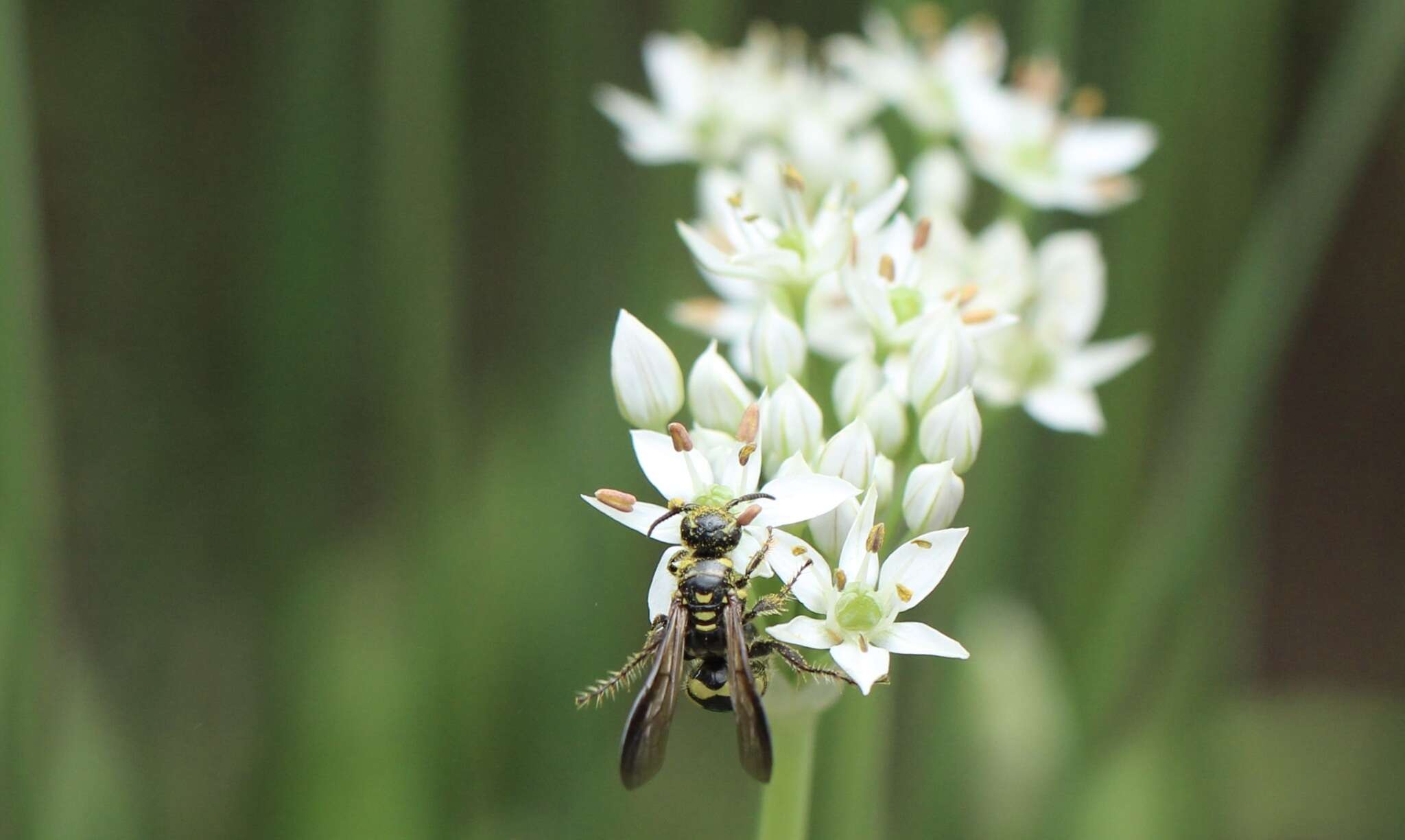 Sivun Myzinum maculatum (Fabricius 1793) kuva