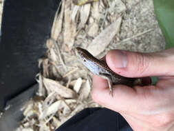 Image of Indian Forest Skink