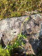 Image of pygmy buttercup