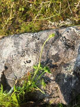 Image of pygmy buttercup