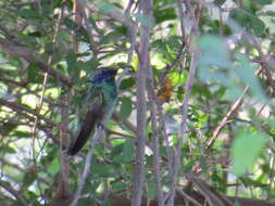 Image of Green Violet-ear