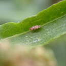 Image of Whitefly