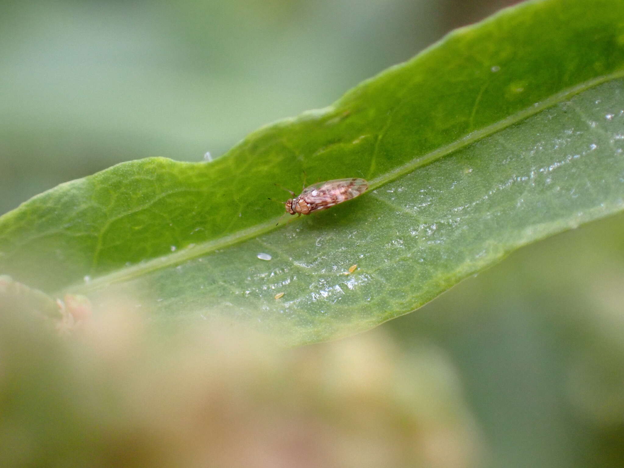 Image of Whitefly