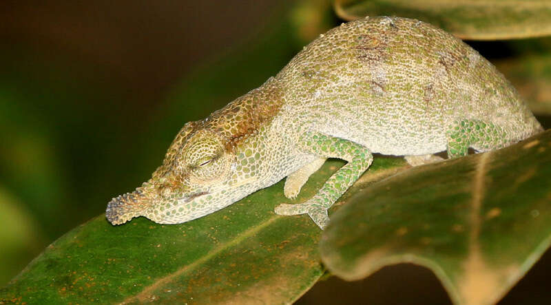 Image of Maroantsetra Chameleon