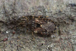 Image of Aradus (Aradus) fuscomaculatus Stål 1859