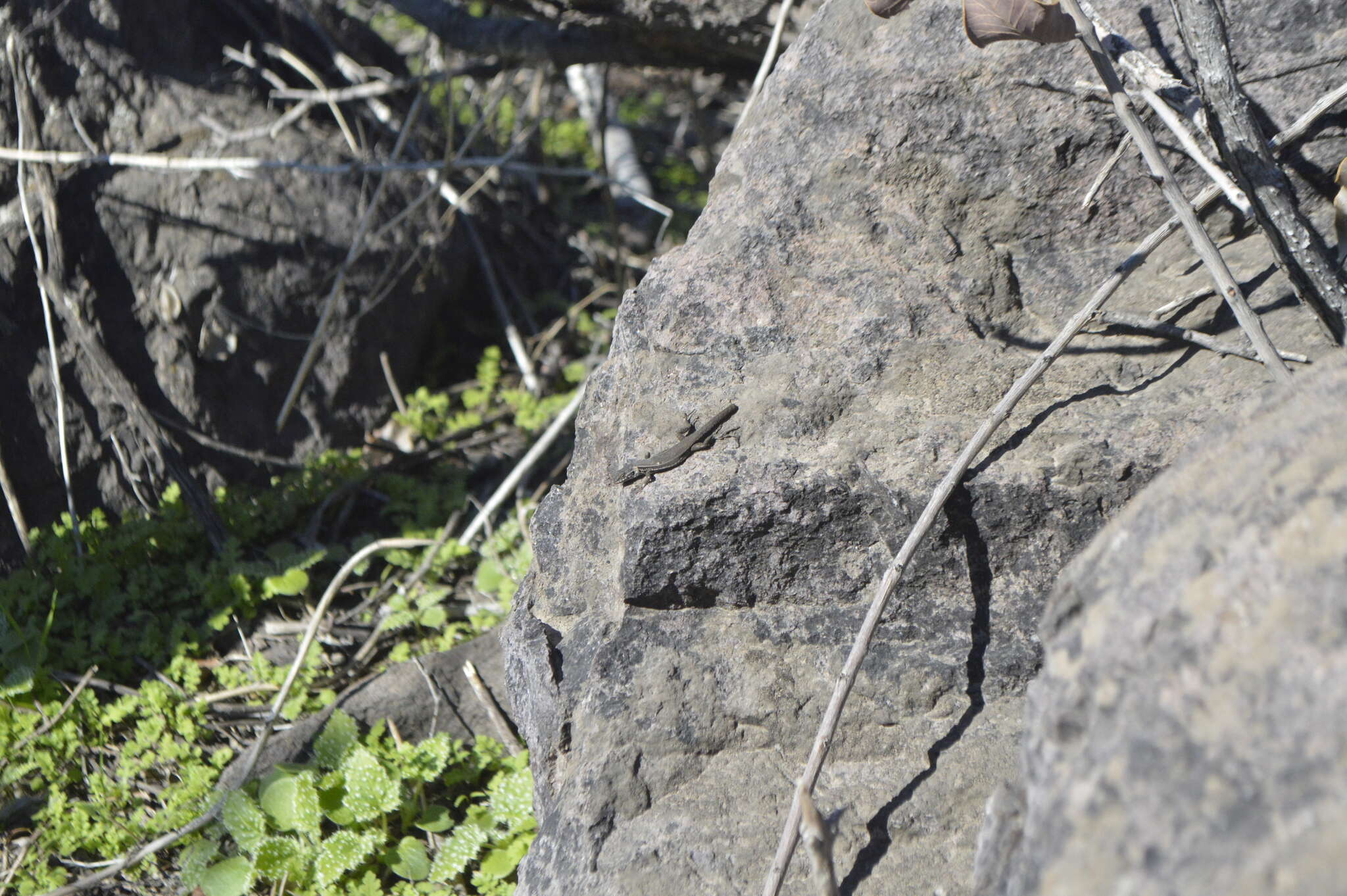 Image of Brown Tree Iguana