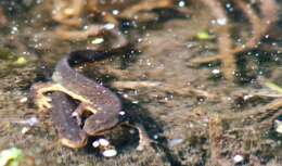 Image of Notophthalmus viridescens viridescens