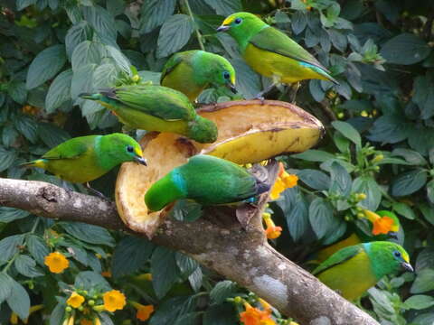 Image of Blue-naped Chlorophonia