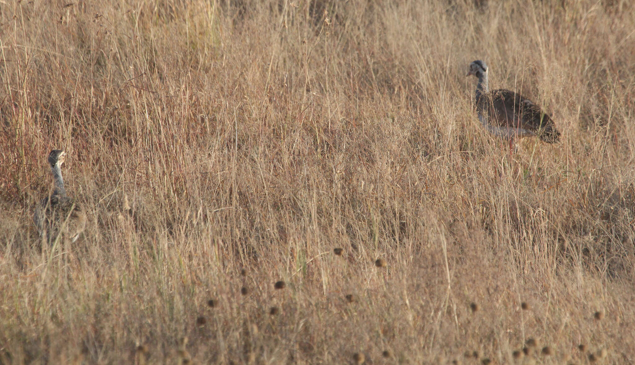 Image of White-bellied Bustard