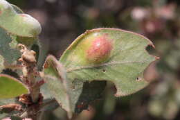 Exobasidium arctostaphyli Harkn. 1884 resmi