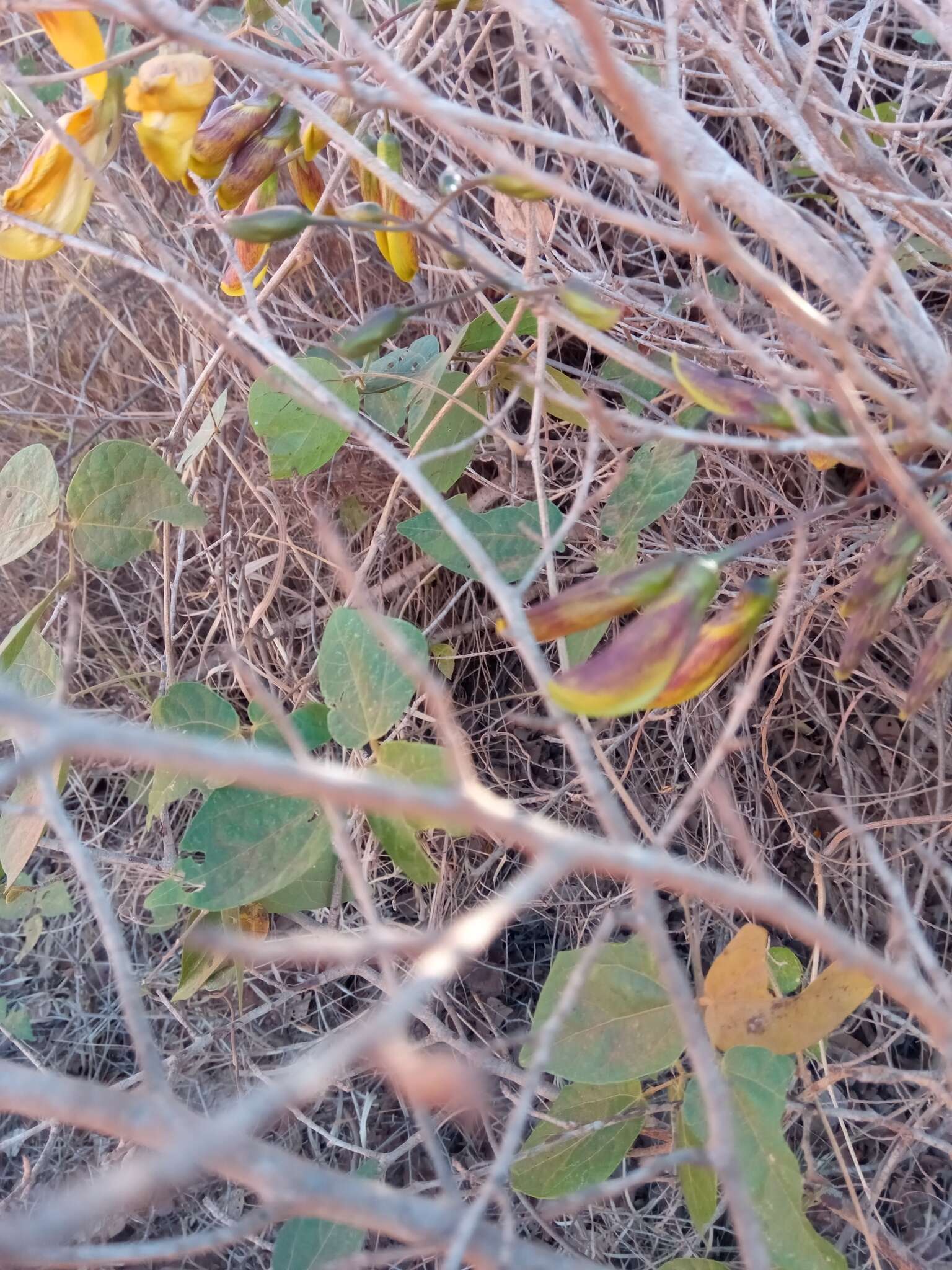 Plancia ëd Rhynchosia baukea Du Puy & Labat