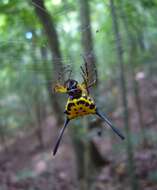 Image of Gasteracantha remifera Butler 1873