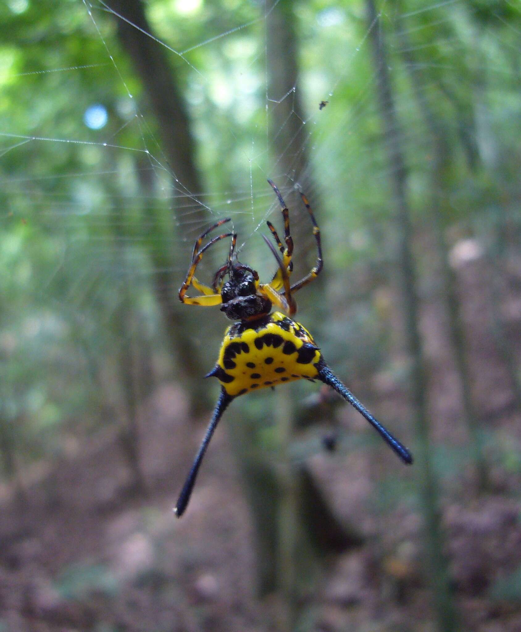 Image of Gasteracantha remifera Butler 1873