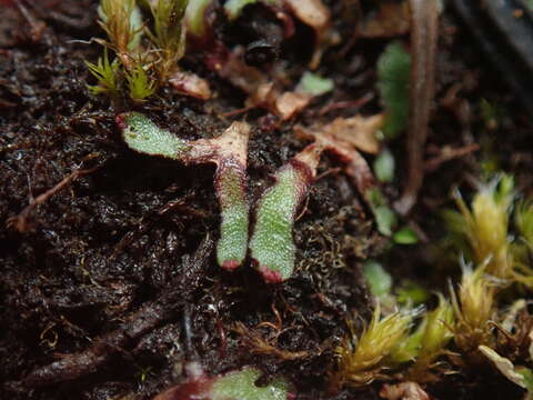 Image of Mannia gracilis (F. Weber) D. B. Schill & D. G. Long