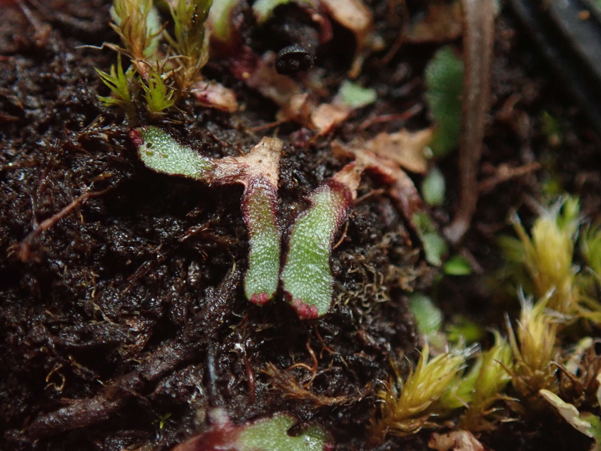 Image of Mannia gracilis (F. Weber) D. B. Schill & D. G. Long