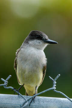 Image of Loggerhead Kingbird