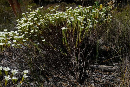 Image of Lachnaea filamentosa (Thunb.) Meissn.