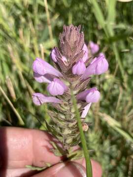 Imagem de Orthocarpus bracteosus Benth.